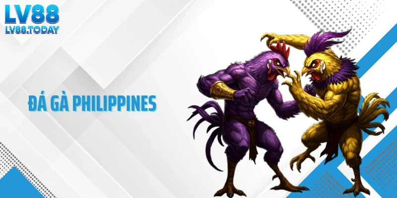 Đá Gà Philippines - Hệ Thống Thi Đấu Thương Mại Hóa Mạnh
